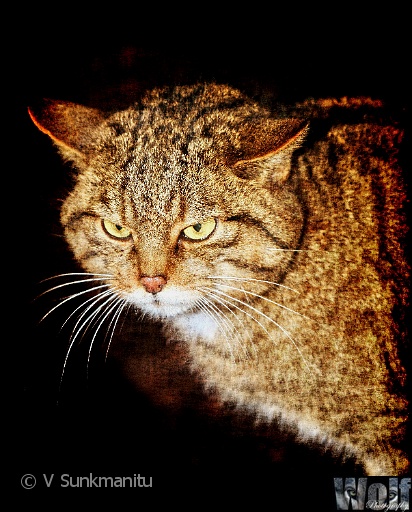 05 Scottish Wildcat.jpg